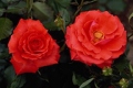 Floribunda
