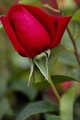 Hybrid Tea Rose