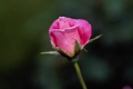 Grandiflora Rose 'Pink Parfait'