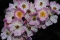 Hybrid Musk Rose 'Ballerina'