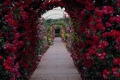 Climbing Rose Arches