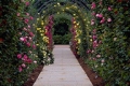 Rose Arches