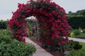 Red Rose Arches