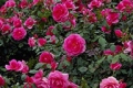 Alfie Miniature Rose 'Poulfi'
