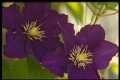 Clematis flowers