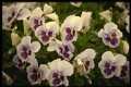 Pansies