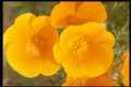 California poppies in full bloom