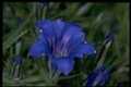 Gentian