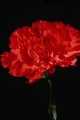 Carnation