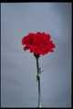 Red carnation