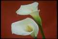 Arum lily