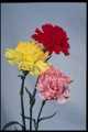 Carnation study on white