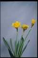 Daffodils