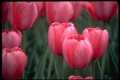 Pink tulips