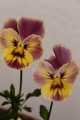 Two pansies