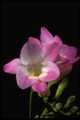 Spring freesia