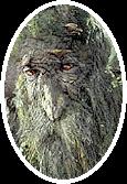 treebeard