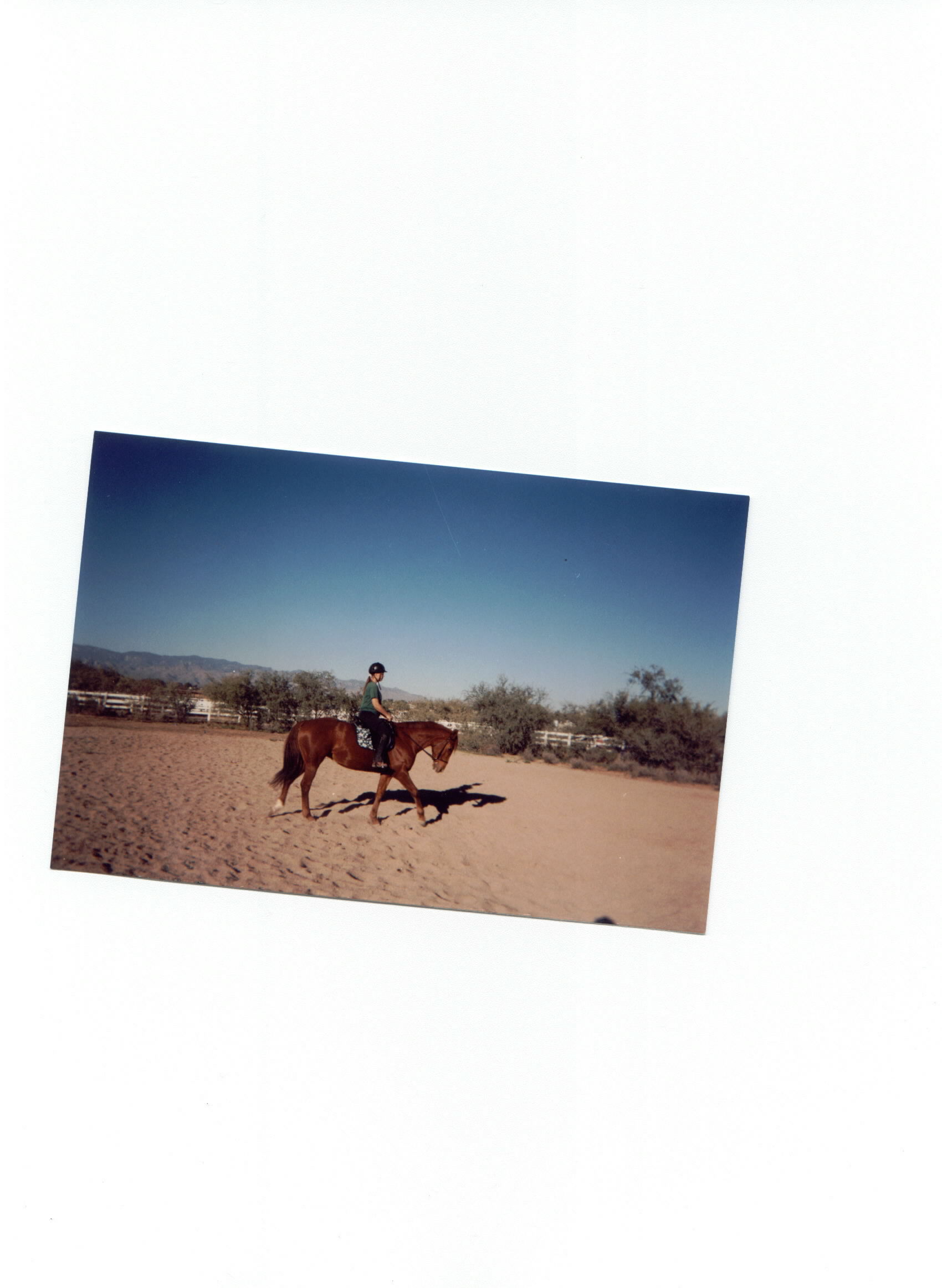 My Dressage Pony, Desert Rose