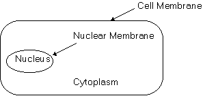 Cell Diagram - DMD Info Site