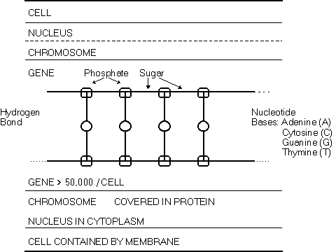 Chromosome Diagram - DMD Info Site