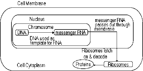 MRNA - DMD Info Site