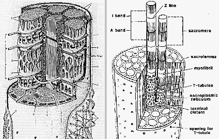 Muscle Fiber - DMD Info Site