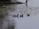 ducks3a.jpg (32115 bytes)