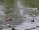 ducks6a.jpg (33953 bytes)