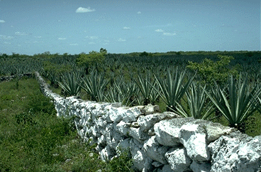 Plantel de henequ&eacute;n