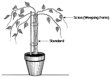 Grafted Standard for Weeping