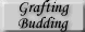 Grafting Budding