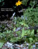 Arnica3.jpg (55801 bytes)