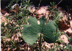 bloodroot2.gif (96820 bytes)