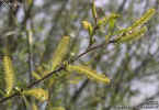 whwillow.jpg (25283 bytes)