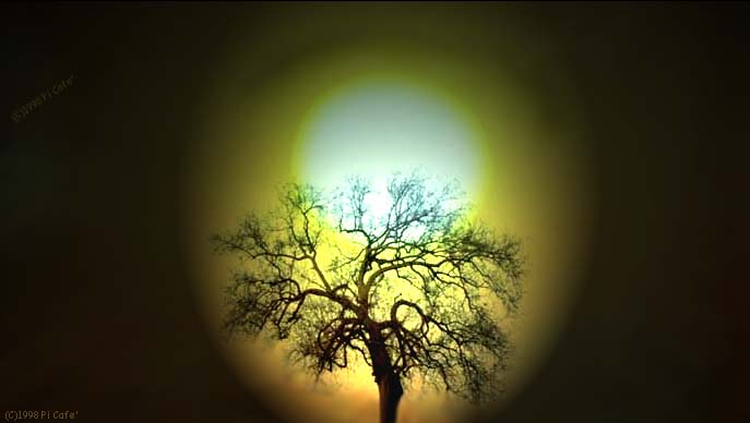 arbol.jpg (24502 bytes)