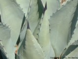 Agave deserti