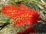 Callistemon linearis