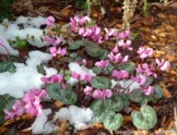 Cyclamen sp.