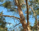 Eucalyptus tenuiramis