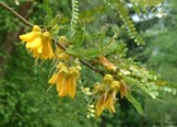 Sophora microphylla