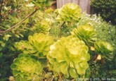 Aeonium sp.