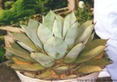 Agave parryi