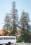 Araucaria heterophylla