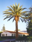 Phoenix canariensis
