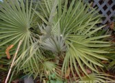 Chamaerops humilis
