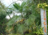 Trachycarpus fortunei