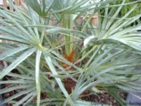 Chamaerops humilis var. cerifera