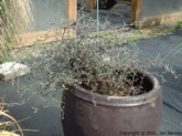 Corokia cotoneaster