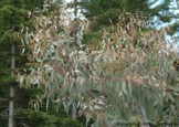 Eucalyptus glaucescens