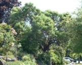 Arctostaphylos manzanita